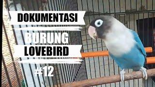KICAU LOVEBIRD FIGHTER #12