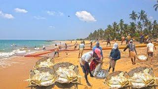 Wow! Most Satisfying Super Fishing Method - Amazing Beach Seine Net Fishing For Big Permit Fish