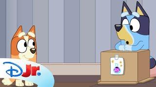 NEW BLUEY MINISODES! | Bluey | @disneyjr x @BlueyOfficialChannel