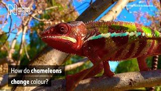 How do chameleons change colour? | Natural History Museum