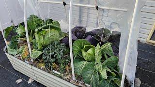 How to Grow as Many Vegetables as Possible in a Small Space