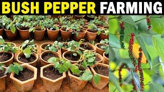 Bush Pepper Farming / Bush Pepper Cultivation