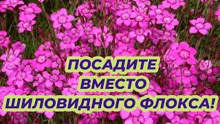 ПОСАДИТЕ ЭТОТ НЕПРИХОТЛИВЫЙ ЦВЕТОК вместо шиловидного флокса - цветет все лето до осени в саду!