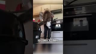 ОГРОМНЫЙ КОТИК ЗАБЫЛ ЧТО ВЫРОС