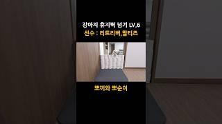 휴지벽 챌린지 도전