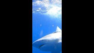 MASSIVE Bull Shark! Shark Fishing in the FLORIDA KEYS!  #SHORTS