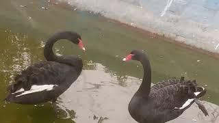 TOP New Most Funny Ducks Videos Compilation Of September 2024  FUNNY Animals Videos