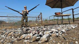 It Got Western in Mexico! (White ￼Wing Dove Catch & Cook)