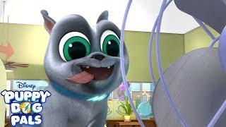 Coolin' Out | Music Video | Puppy Dog Pals | Disney Junior