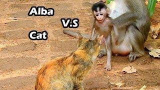 Small Baby Alba Look Surprise With Cat | Did Alba Want To Play Or Fight With Big Cat