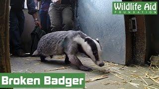 Life-saving surgery gives badger a second chance