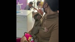 The doctors give some medicine to baby monkey ROJO to help him get well soon