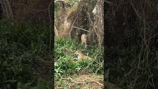 Never seen before jaguar behaviour! 4 wild jaguars in such close proximity! (Not friends or family)