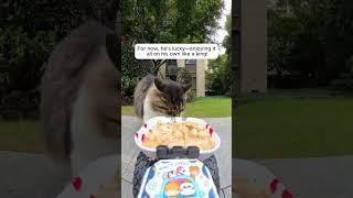 Feeding Stray Cats with a Hidden Camera #cats #cuteanimals #straycats #feeding #hiddencamera #funny