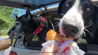 Funny Great Danes Love Drive Thru Wendy's Junior Cheeseburgers