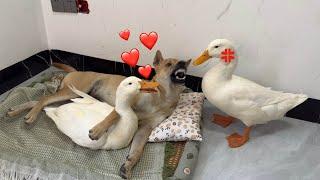 Help!I'm dying of laughter!The duck suspects that the mother duck is having an affair with the dog