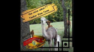 Timber View Alpaca