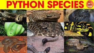 Top 42 Incredible Types of Python Species Name in English for kids #kidslearning #reptiles #snake