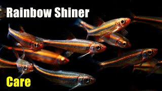 Rainbow Shiners Are Awesome! Care and Breeding