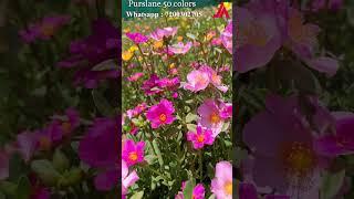 Purslane 50 colors for sale  - Portulaca- Pathumani -Table Rose - Moss Rose-  Whatsapp:7200302705