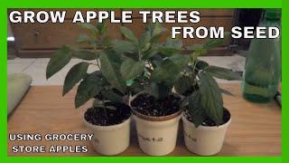 How To Grow Apple Trees From Store Bought Apples - Cold Stratification