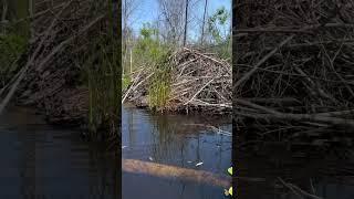 Nice size beaver house!