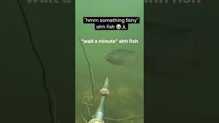 Hold up" ah fish #meme #funny #fish #fail #fyoupage #funny #meme #failclips #animal #memes