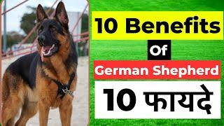 10 Benefits Of German Shepherd | German Shepherd के दस फायदे
