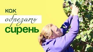 Обрезка и формирование СИРЕНИ