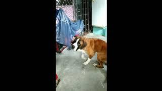 Feeding with patience | St. Bernard hungry