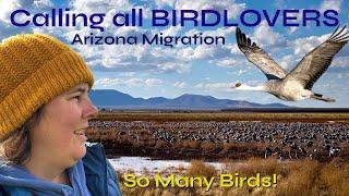 [ARIZONA] Whitewater Draw Wildlife Area ~ Thousands of migrating Sandhill Cranes.