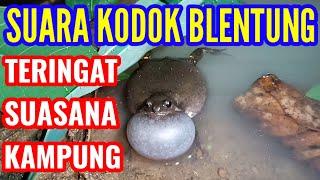 SUARA KODOK BELENTUNG BERNYANYI