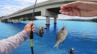 Pescando Con Carnada Viva!! Mira Todos Los Peces Que Capturamos