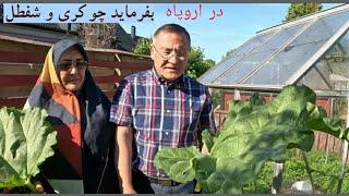 GRÖNSAKER, Fresh Vegetable  سبزی های  تازه، شفطل، رشقه، گنده نه، پیاز ونعنا