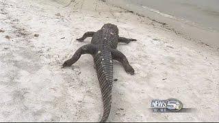 Poached Alligator Washes Ashore in Gulf Shores