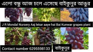 অবো সেছে বাইকুনুর এসেছে J R Mondal Nursery all fruit plant nursery Baikunor angor plant available