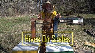 Scale Hives - keeping track of the weight of my hives