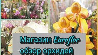 Обзор орхидей в магазине Euroflor, м. Перово, Москва#обзор#orchid#original#plants#цветы