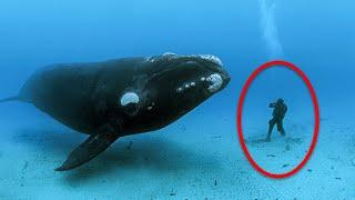 Wal lässt Taucher nicht gehen. Du wirst nicht glauben, was dann passiert.