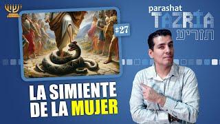 La SIMIENTE de la Mujer  EXPLICACIÓN PROFUNDA!!! │ Parashat  TAZRÍA