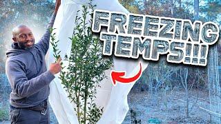 How to Protect Citrus Trees in Cold Weather? |  Frost Protection #citrustree