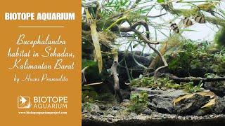 #BAC2022 – Bucephalandra habitat in Sekadau, Kalimantan Barat. By Husni Pramudita