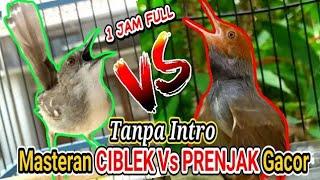 1 Jam Tanpa Intro Masteran Prenjak Vs Ciblek Gacor dor Brem Rapat Tanpa Jeda