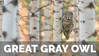 One Nice Photo of a Great Gray Owl - Wildlife Photography in the Tetons