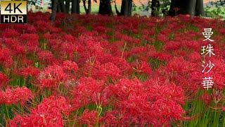 【4K HDR Autumn】The Red Spider Lilies started to bloom in the Early Autumn Morning.彼岸花が 秋の早朝に咲き始めました。