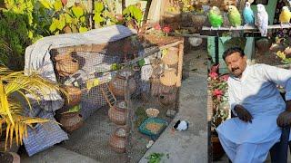 Australian parrots ki colony aor cage ki progress | breeding kamyab | hindi/Urdu