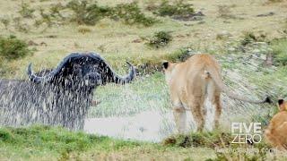 Pride of Lions take on a Massive Buffalo