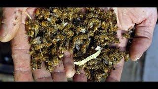 Гибель пчел от болезней и вредителей