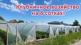 Клубничное хозяйство на 8 сотках.