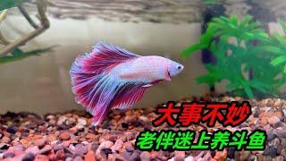 老婆養魚上癮了，這又買了一條鬥魚，我該怎麽辦